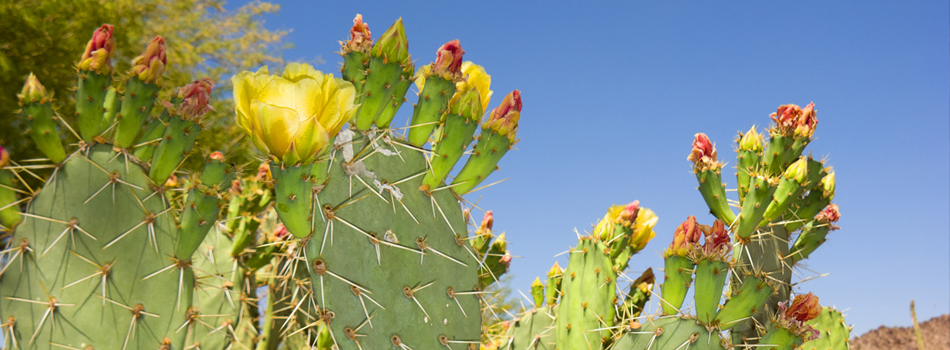 des·ert [dez-ert] a region so arid because of little rainfall that it supports only sparse and widely spaced vegetation or no vegetation at all.