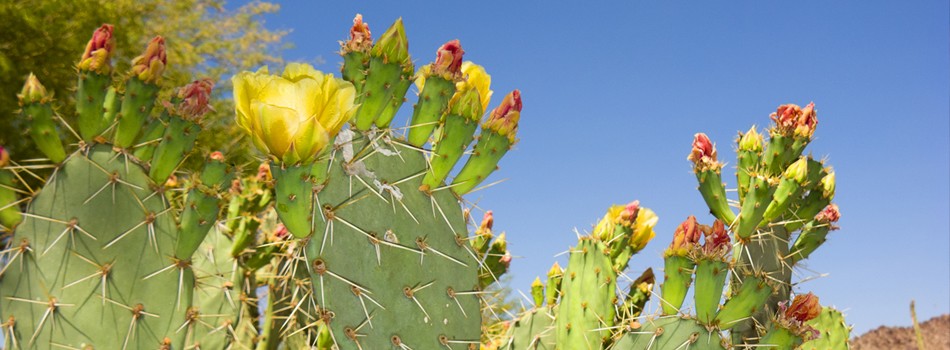 des·ert [dez-ert] a region so arid because of little rainfall that it supports only sparse and widely spaced vegetation or no vegetation at all.